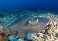 FMazeas site tupasurf_110